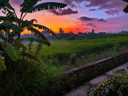 Sunset view over Bali's iconic rice terraces with vibrant orange sky.