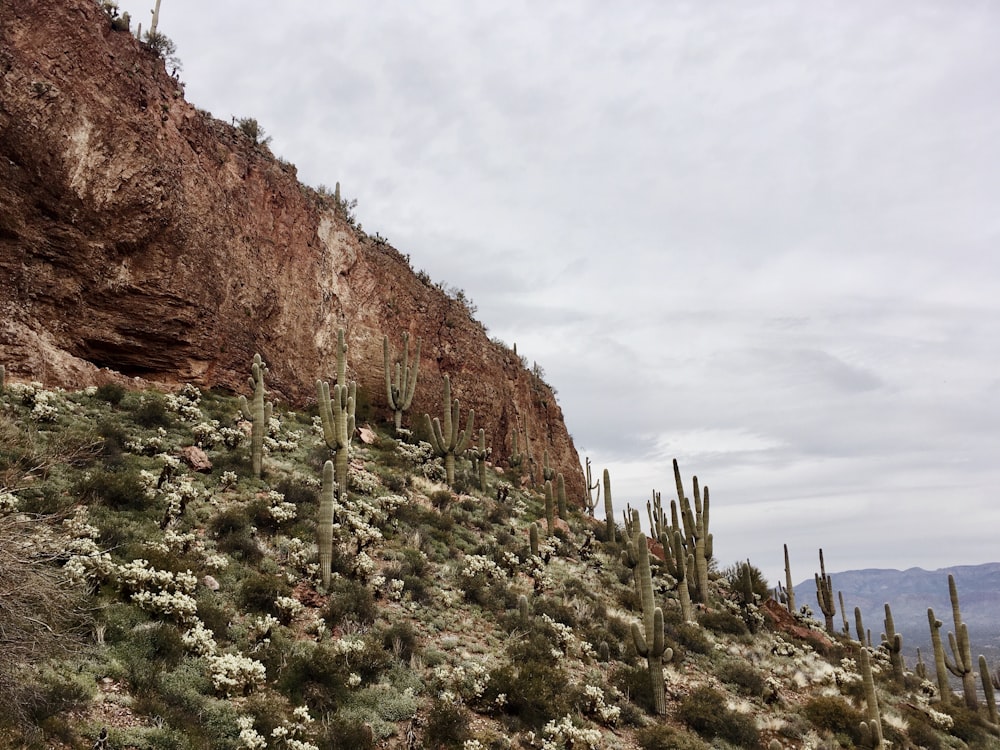 green plants near brown rock formation during daytime