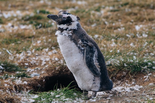 penguin standing on green grass during daytime in Isla Magdalena Chile