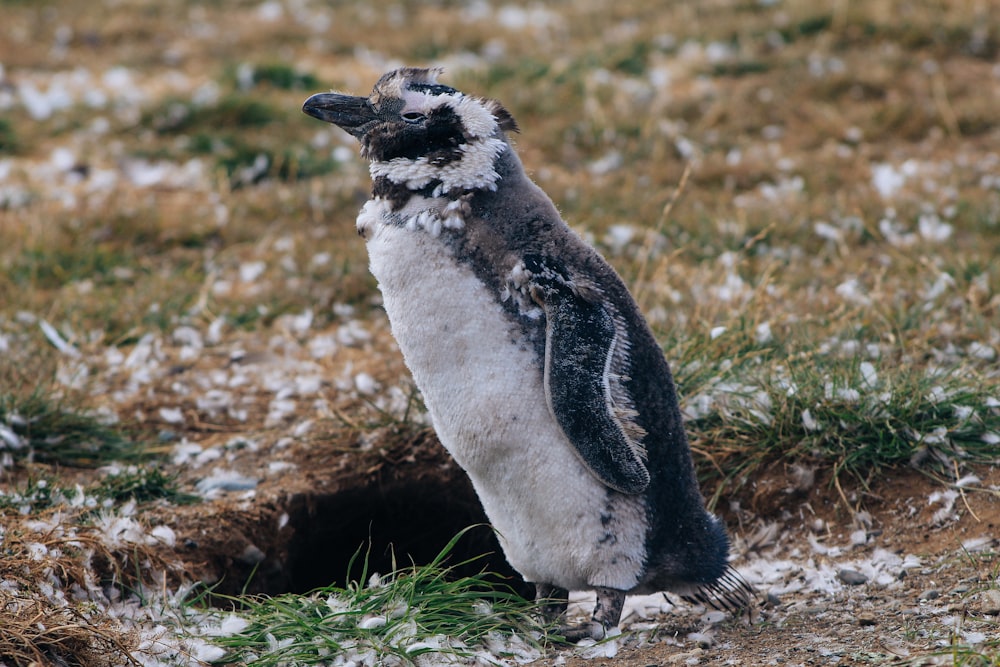 penguin standing on green grass during daytime