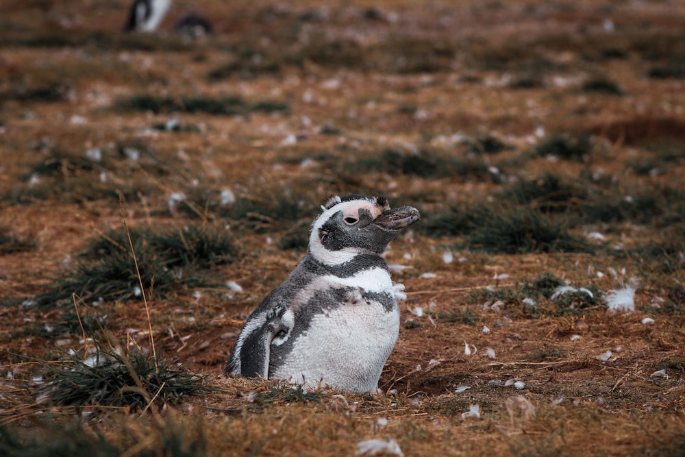 white and black penguin on brown grass