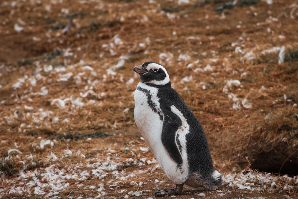 black and white penguin standing on brown ground during daytime