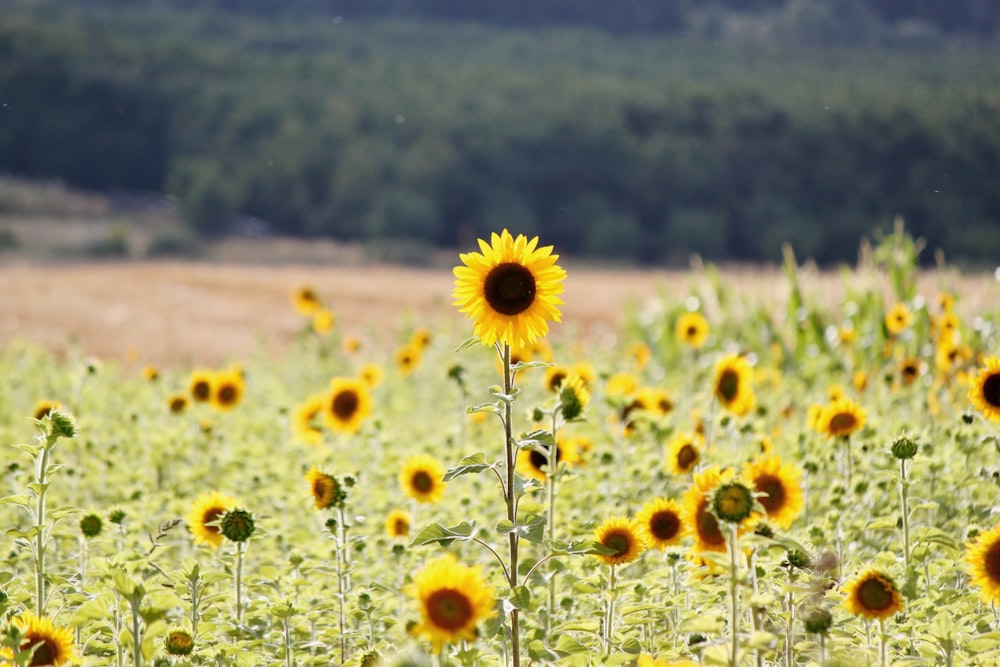 yellow and white flowers on field during daytime