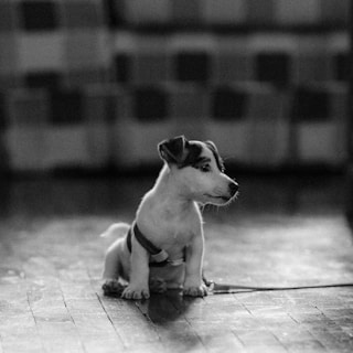 Close-up of a comfortable dog harness in soft white tones laid out on a wooden table.