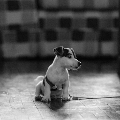 Close-up of a comfortable dog harness in soft white tones laid out on a wooden table.