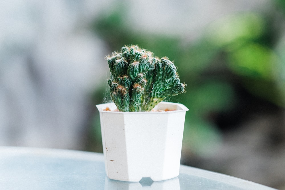 green cactus in white pot