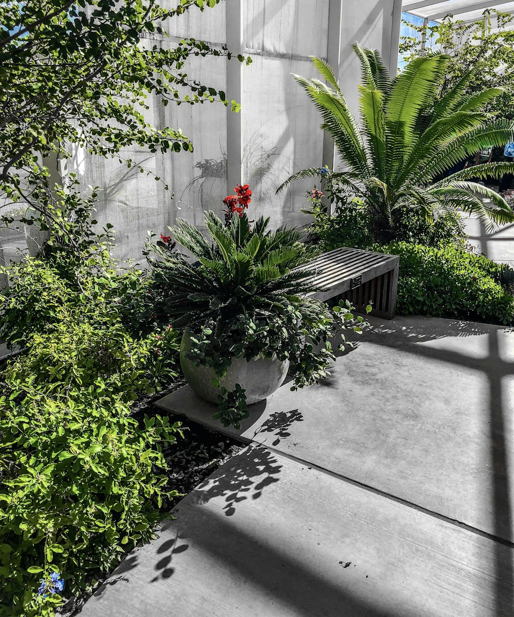 red flowers on gray concrete floor