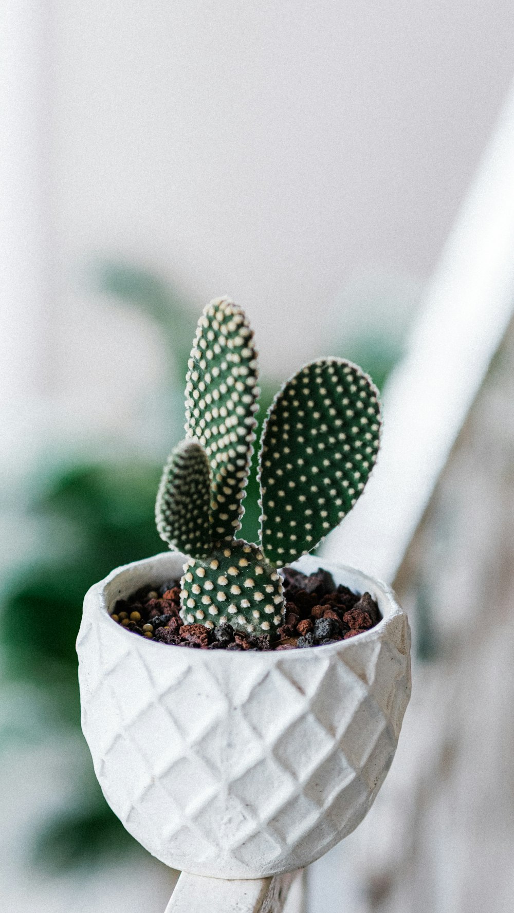 green cactus plant in brown clay pot