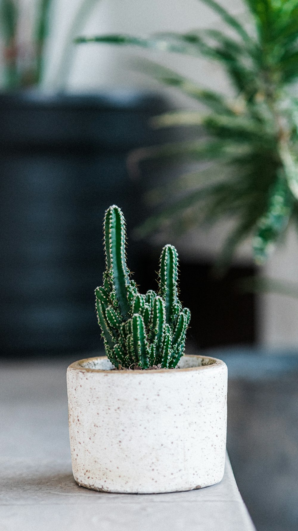 green cactus plant on white pot