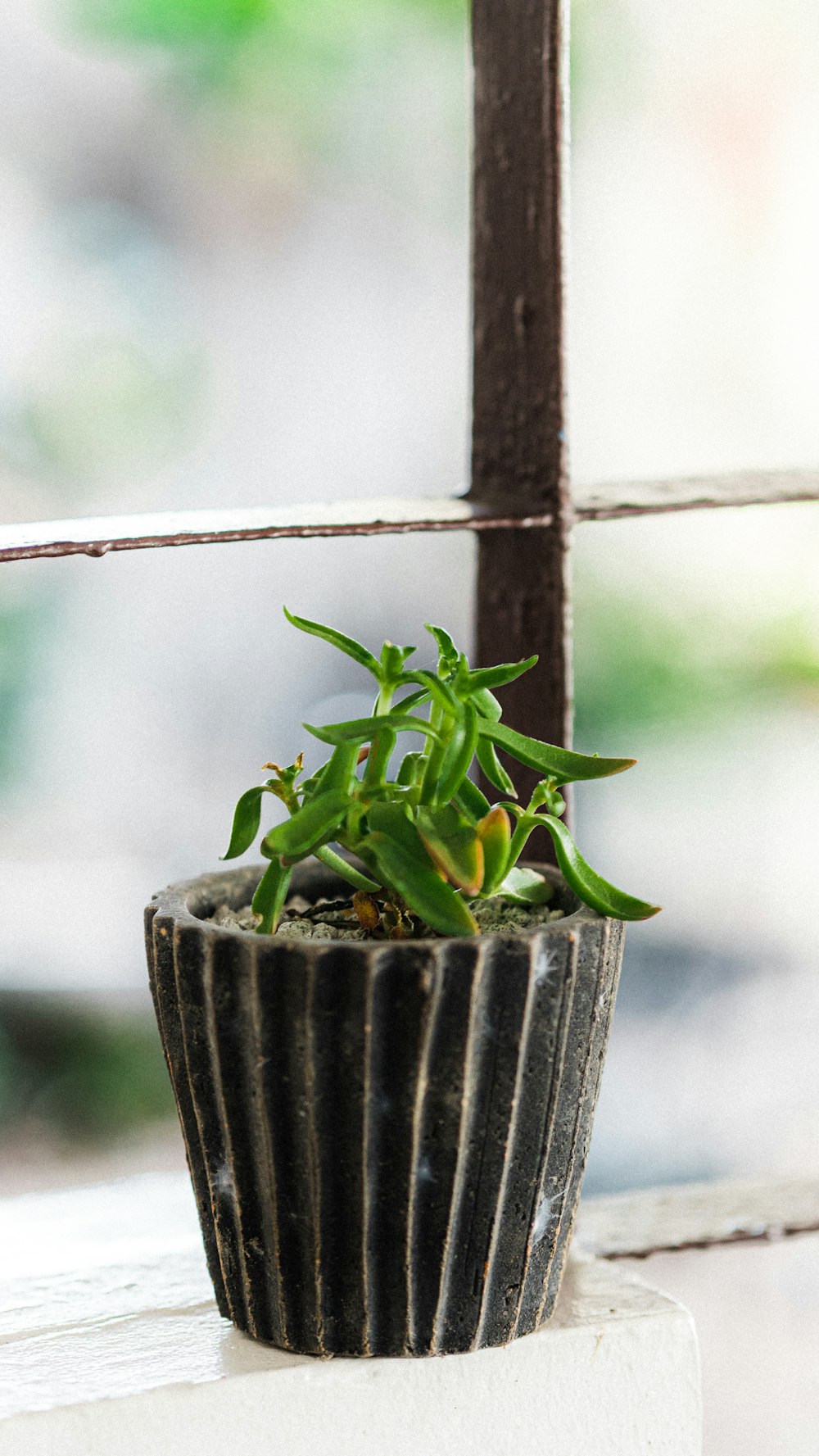 green plant on gray ceramic pot