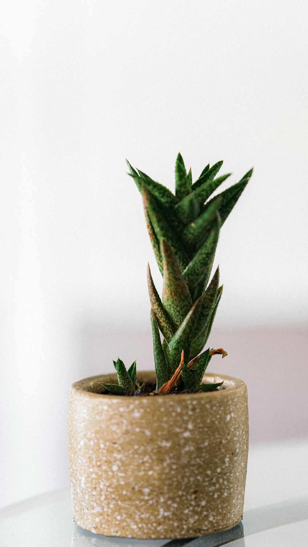 green plant on white ceramic pot