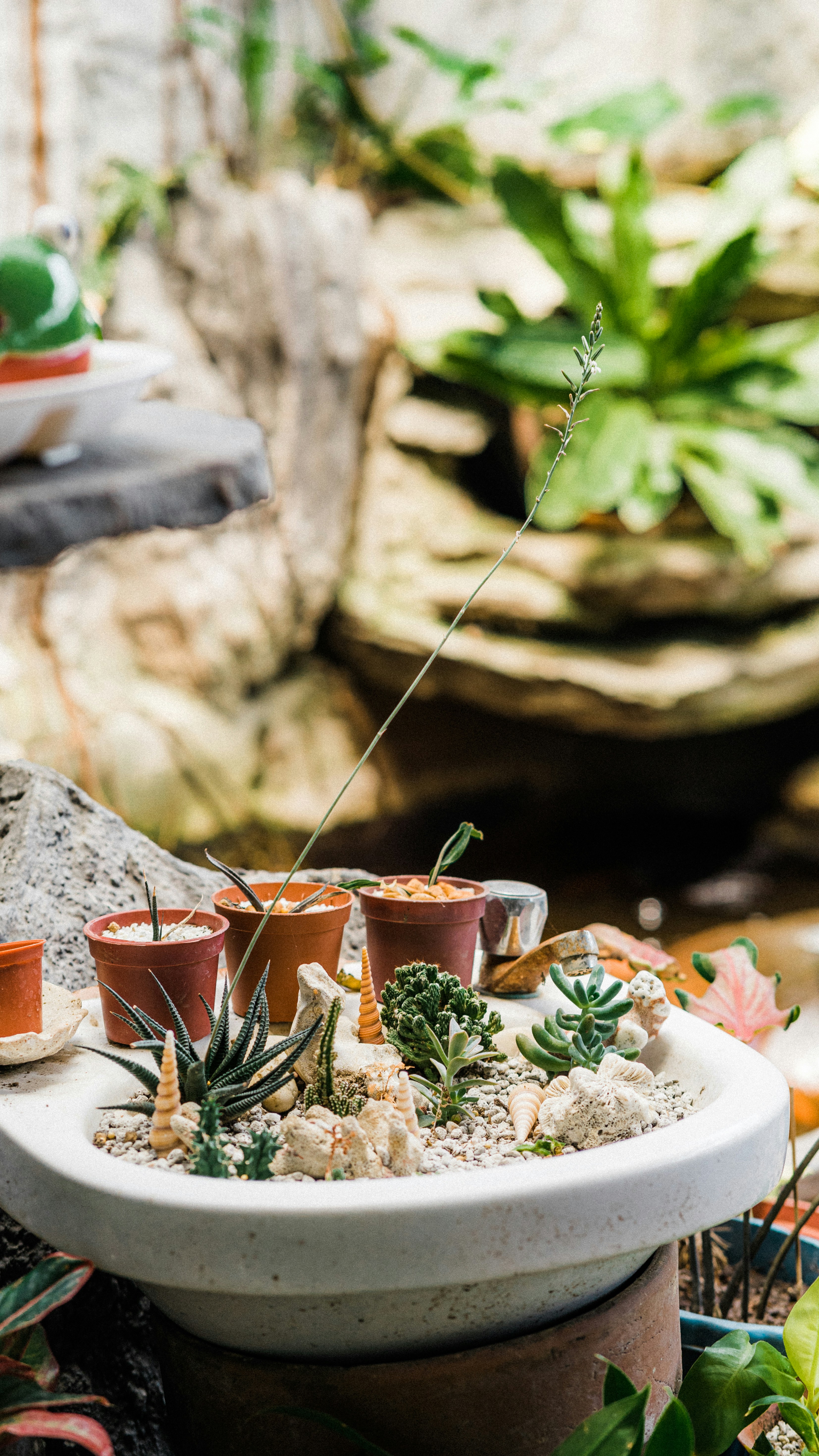 green plant on brown clay pot