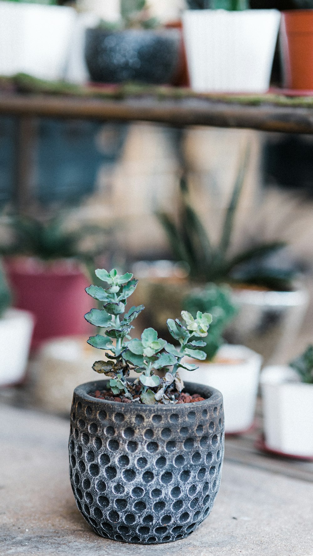 green plant on white ceramic pot