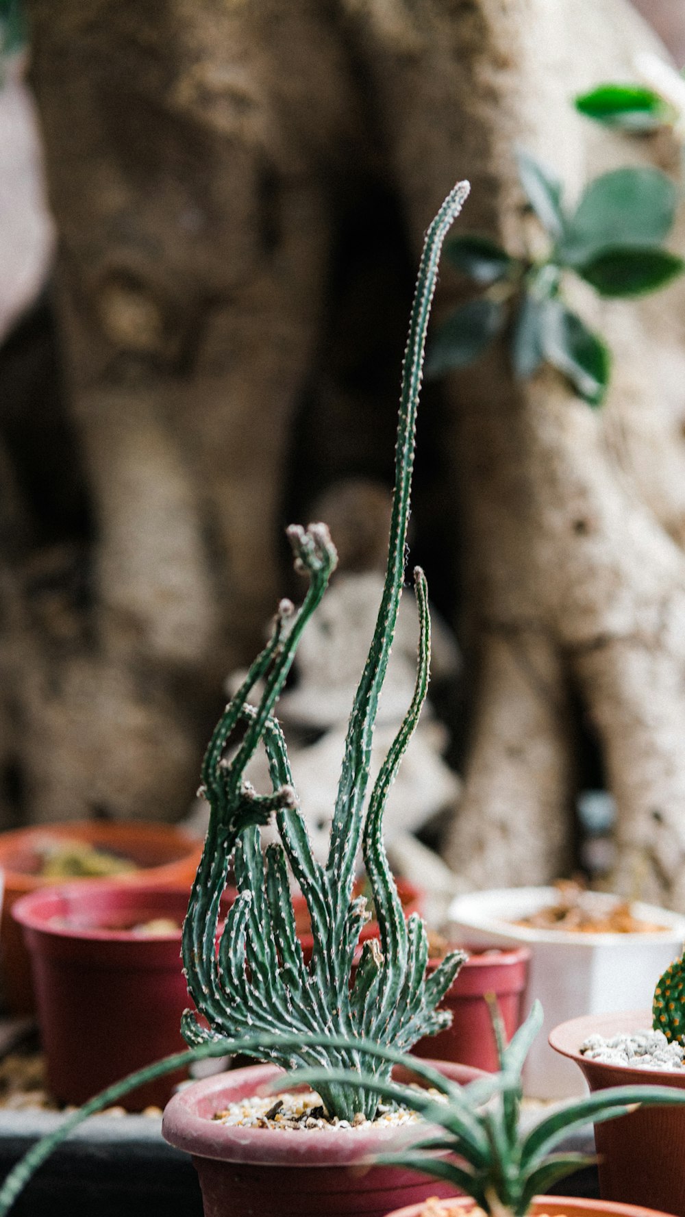 green rope tied on brown wooden stick