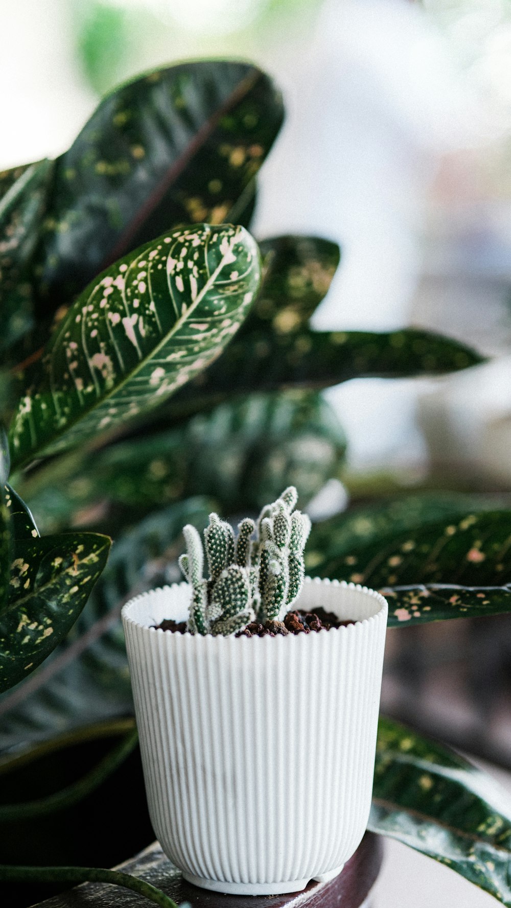 white ceramic cup with green leaves