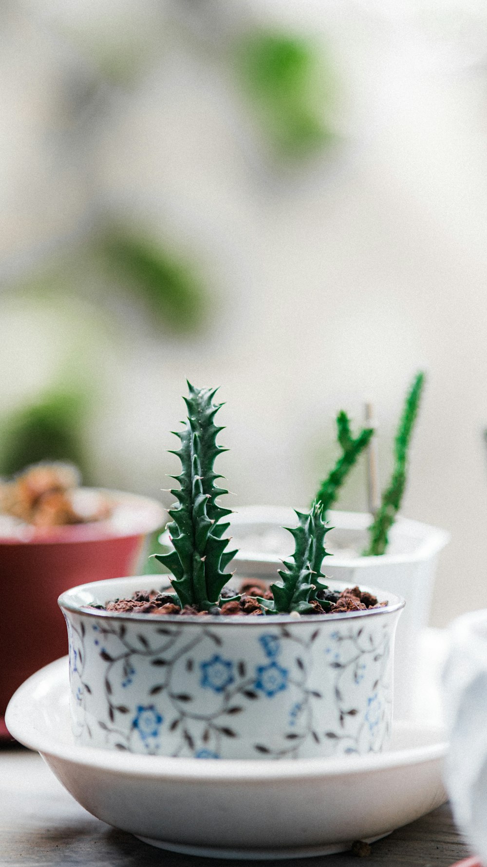 green cactus in white ceramic pot