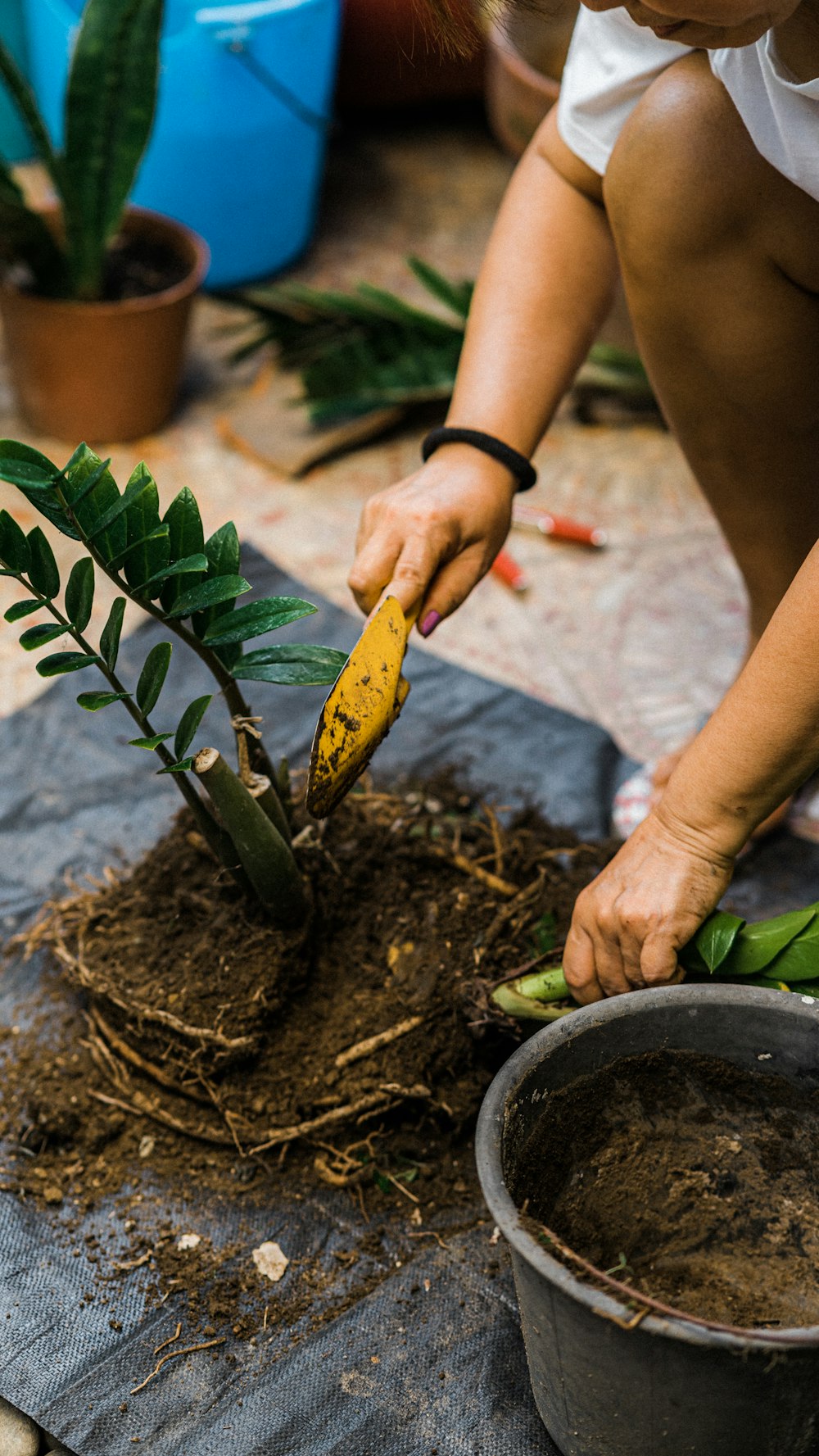 person holding yellow banana fruit