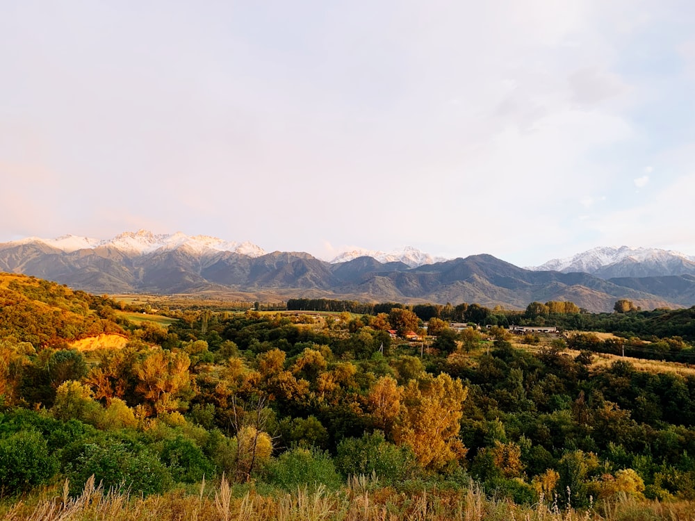 green and brown trees near mountains under white clouds during daytime