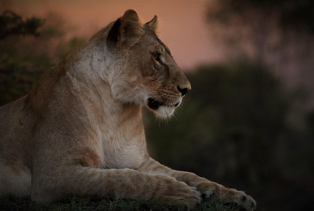 Lionne brune couchée sur le sol pendant la journée