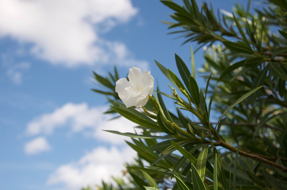 昼間の青空に緑の葉をつけた白い花