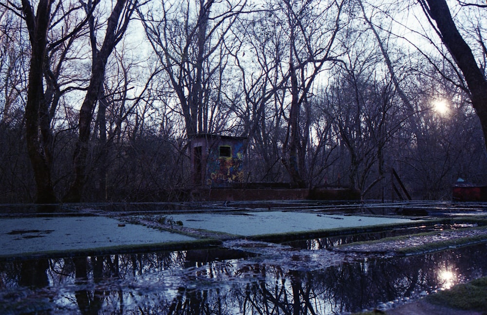 bare trees near body of water during daytime