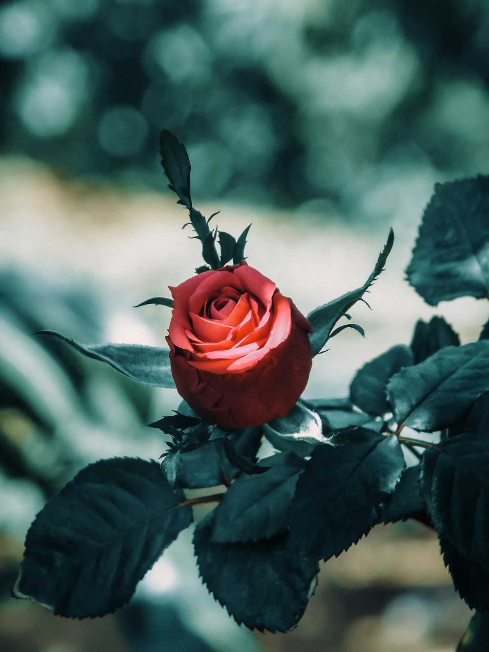 red rose in bloom during daytime