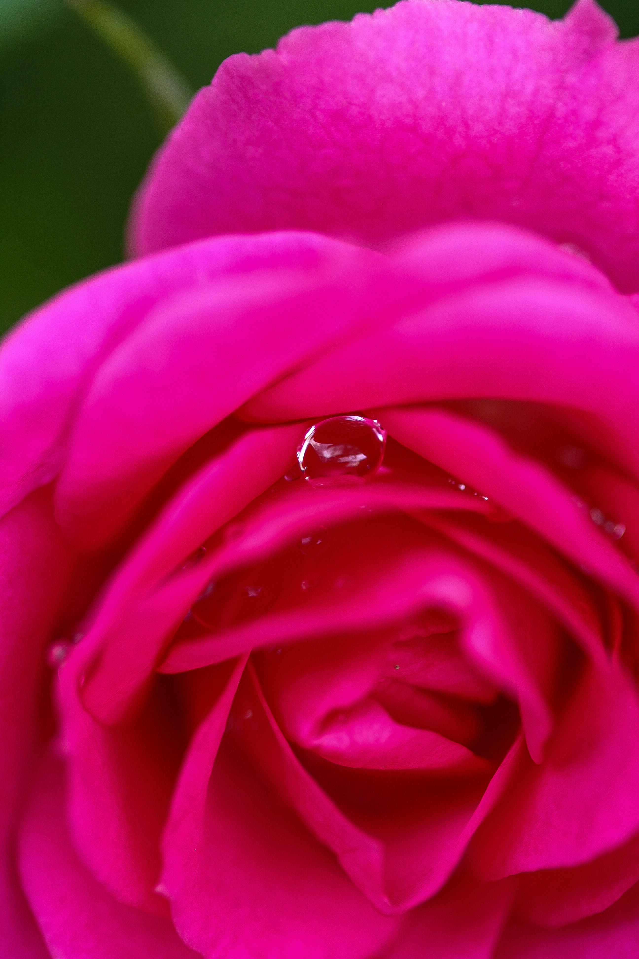 Rosa Oriental para Pele