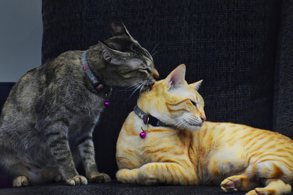 brown tabby cat and orange tabby cat