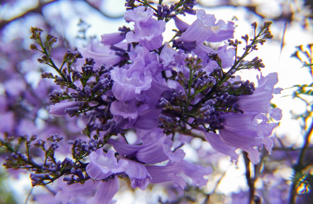 flor púrpura y blanca en fotografía de primer plano durante el día
