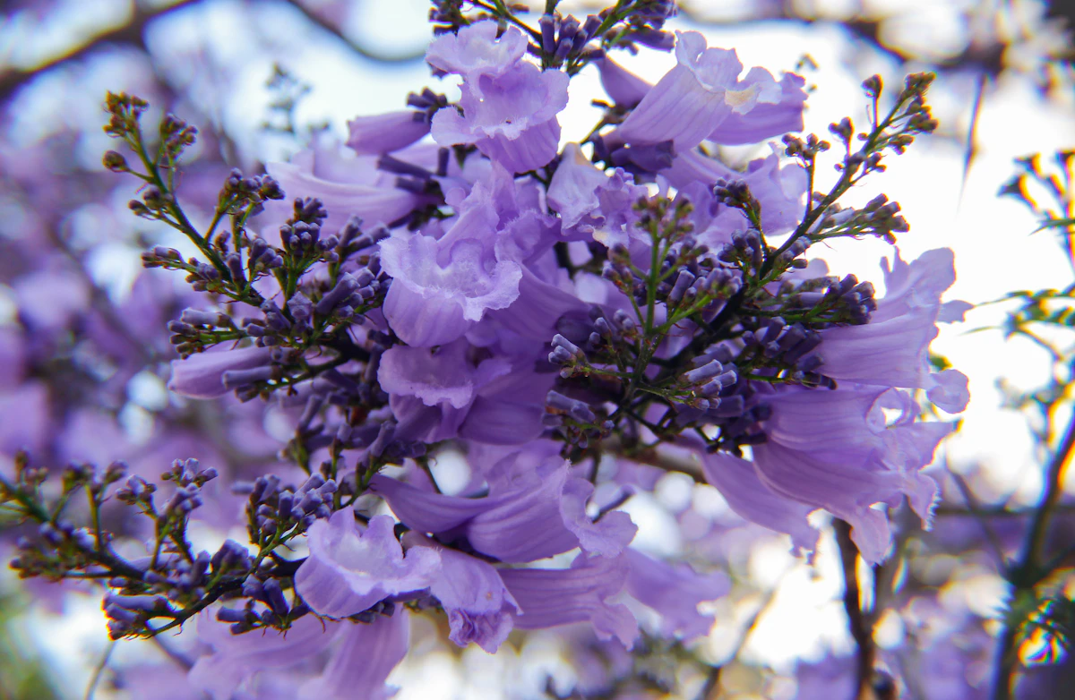 Purple jacaranda trees blooming in Mexican town