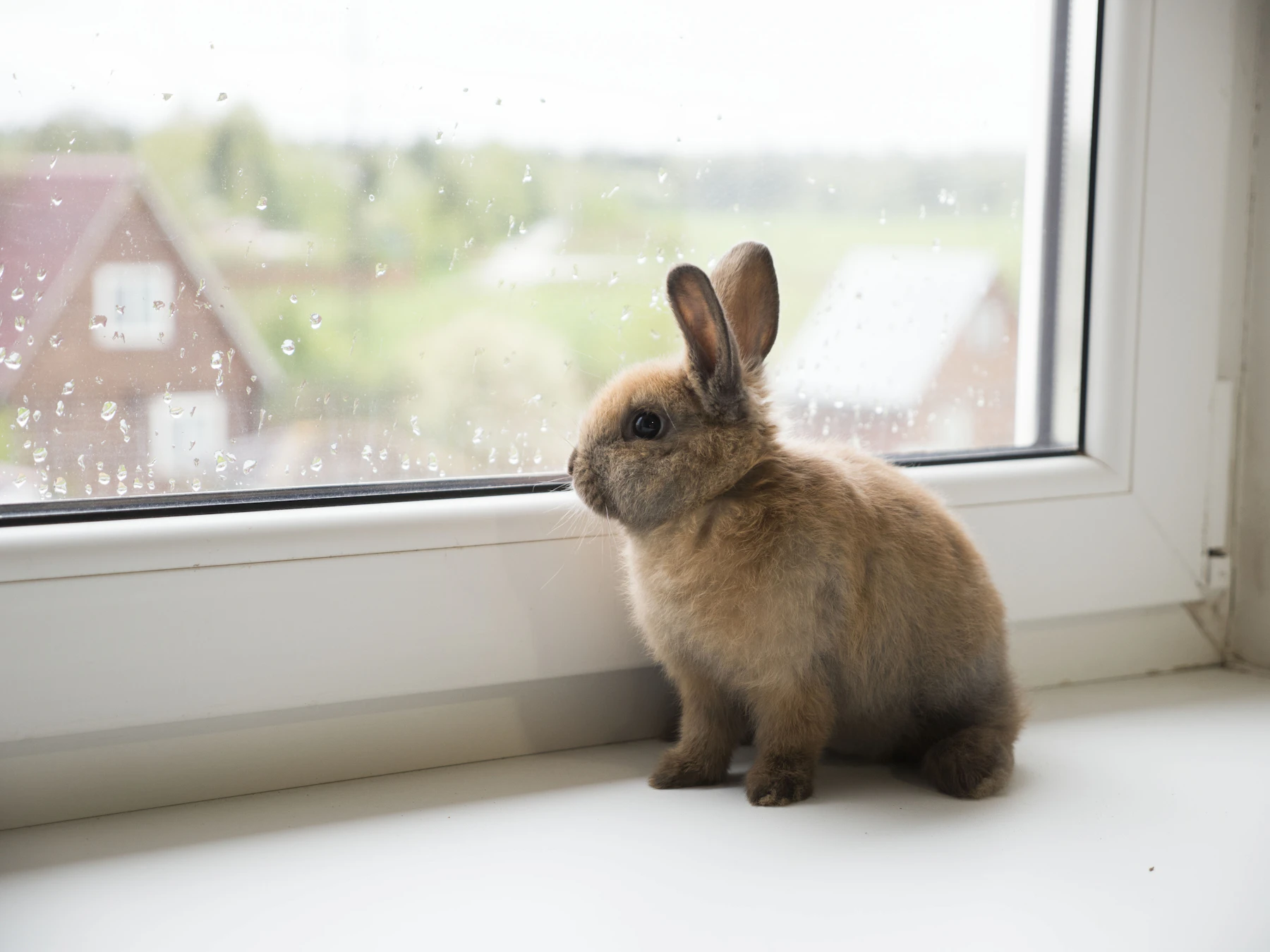 A small brown rabbit sitting on a white windowsill with rain on the glass behind it