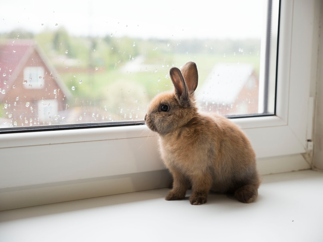  brown rabbit on window during daytime rabbit