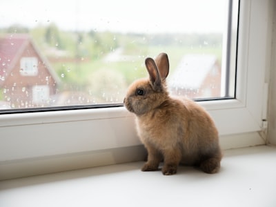 brown rabbit on window during daytime rabbit teams background