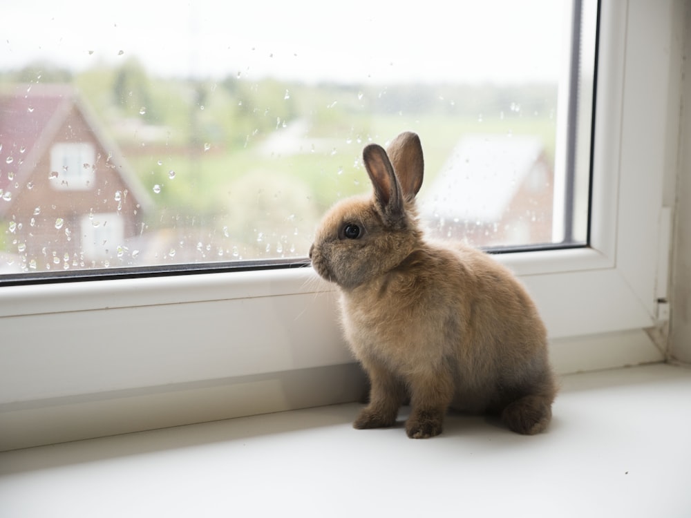 brown rabbit on window during daytime