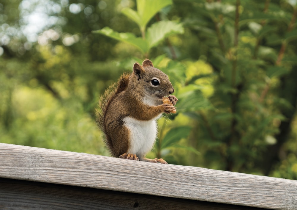 brown squirrel on brown wooden fence during daytime