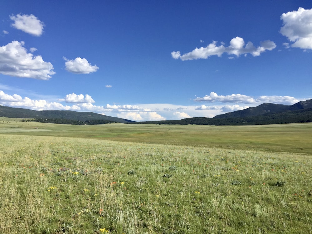 green grass field under blue sky during daytime