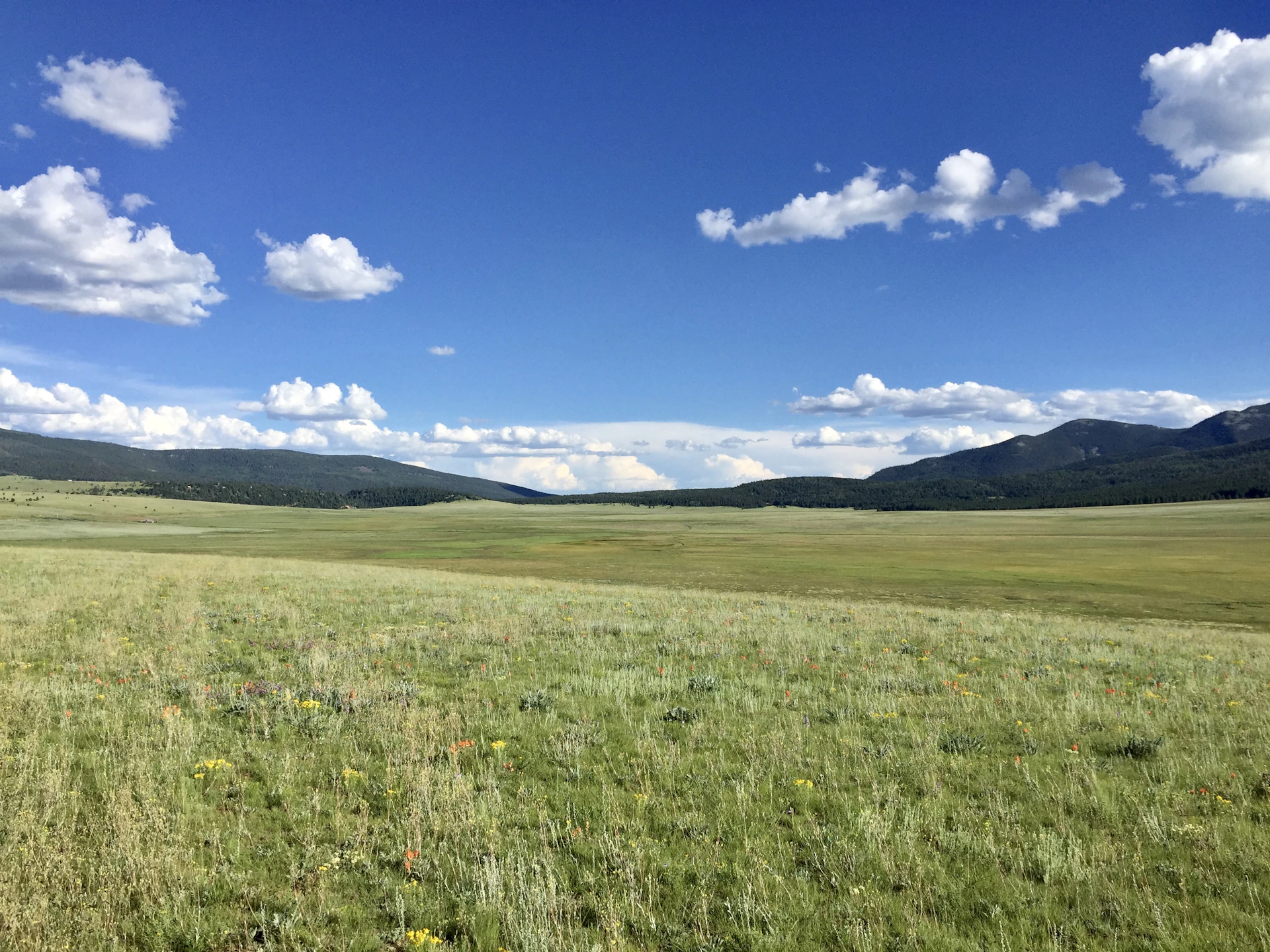 green grass field under blue sky during daytime