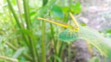 A small yellow dragonfly perched on a green leaf amidst vibrant green foliage.