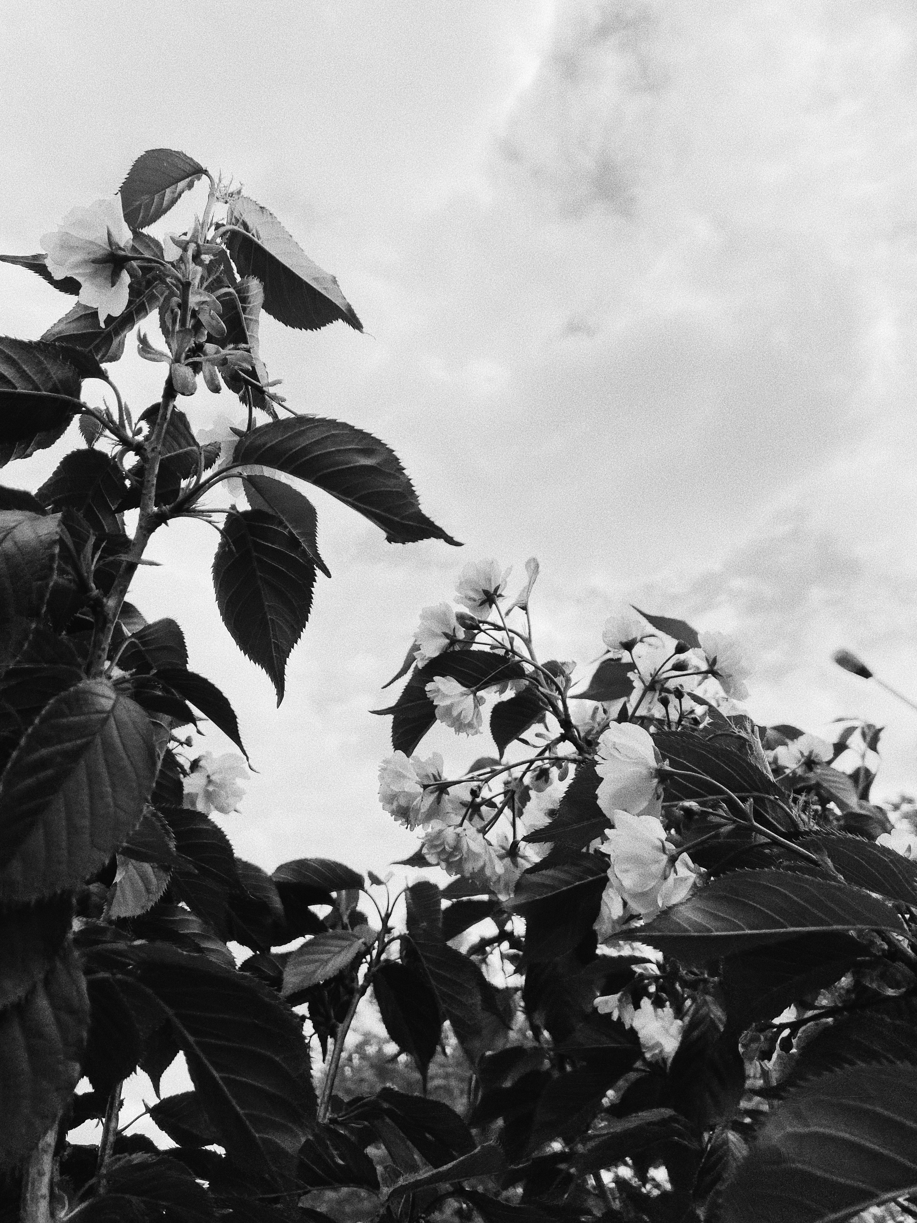 grayscale photo of leaves under cloudy sky
