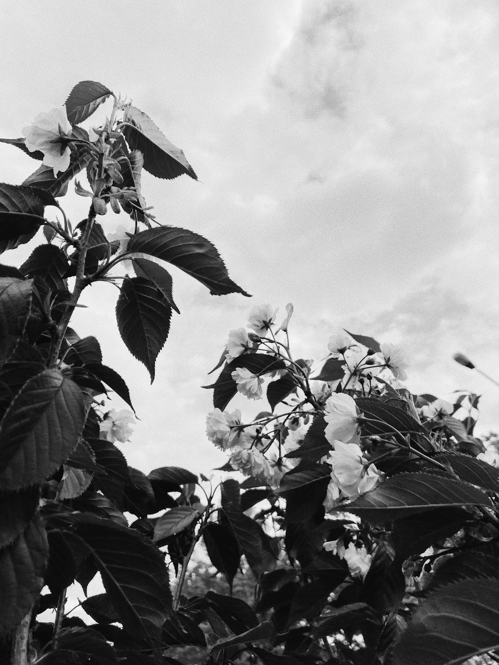 grayscale photo of leaves under cloudy sky