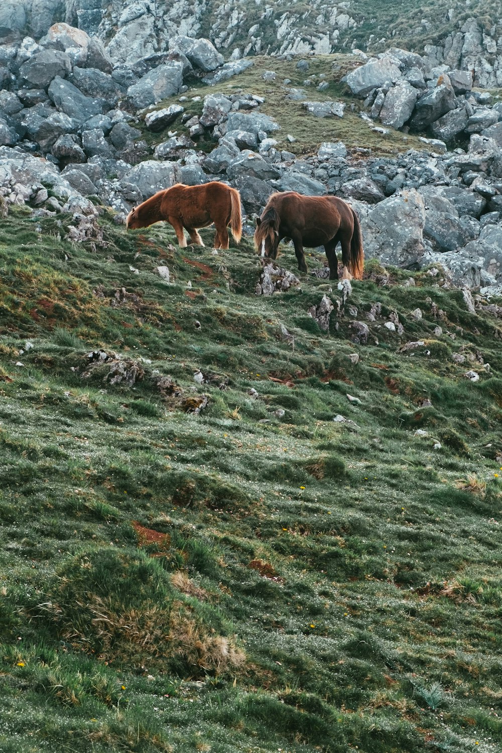 brown horses on green grass field during daytime