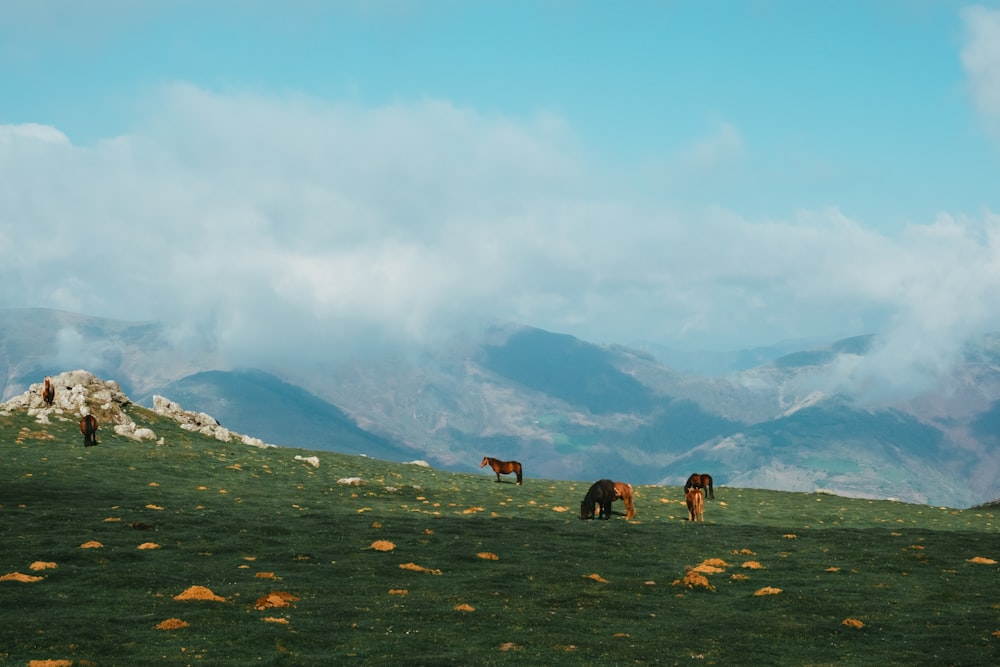 horses on green grass field near mountains during daytime