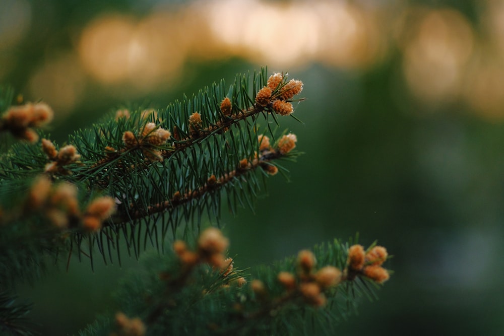 brown plant in tilt shift lens