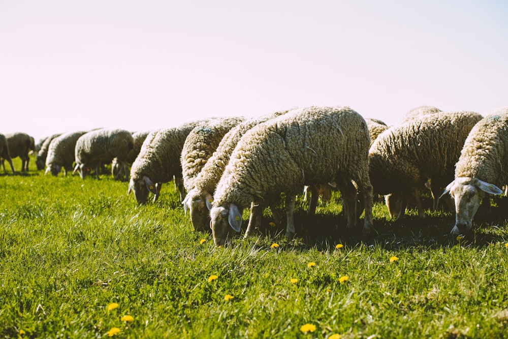 herd of sheep on green grass field during daytime