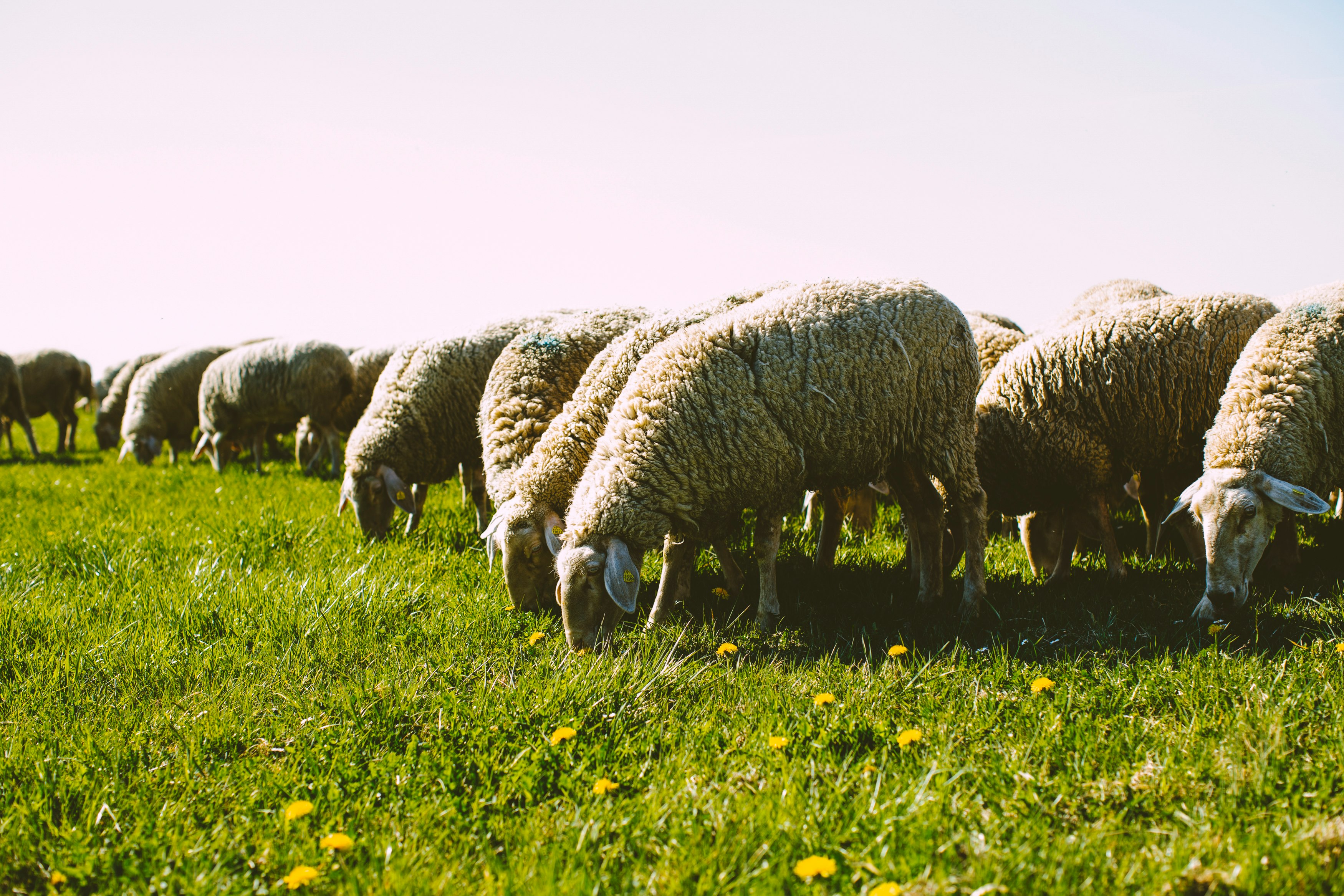 herd of sheep on green grass field during daytime