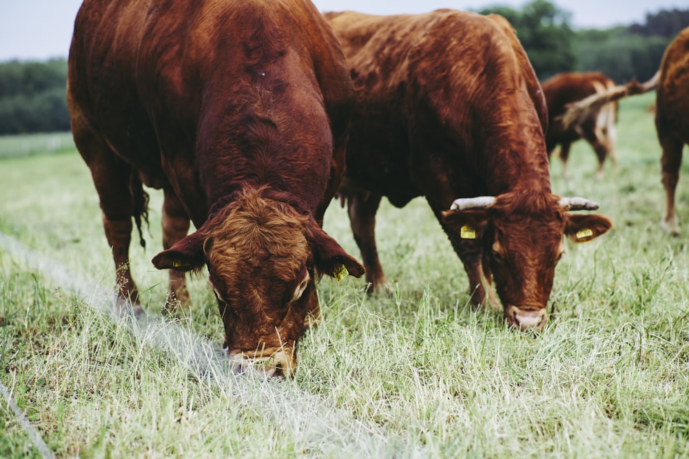 brown cow on green grass field during daytime