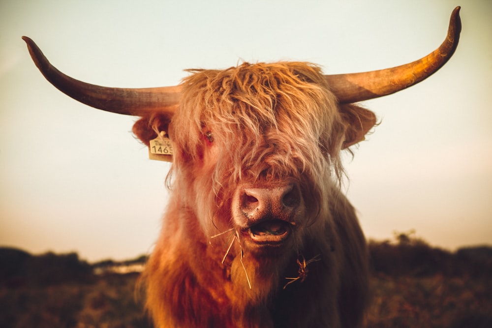 brown cow on brown field during daytime