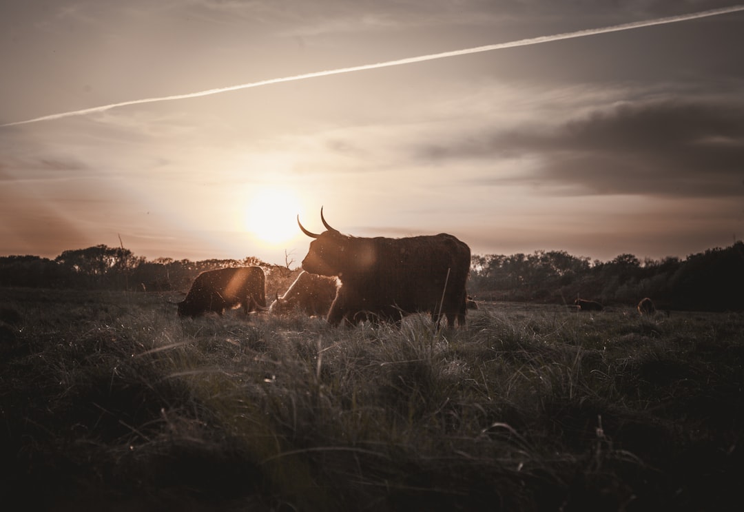 brown cow on green grass field during daytime