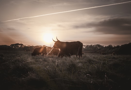 photo of Netherlands Wildlife near De Alde Feanen National Park