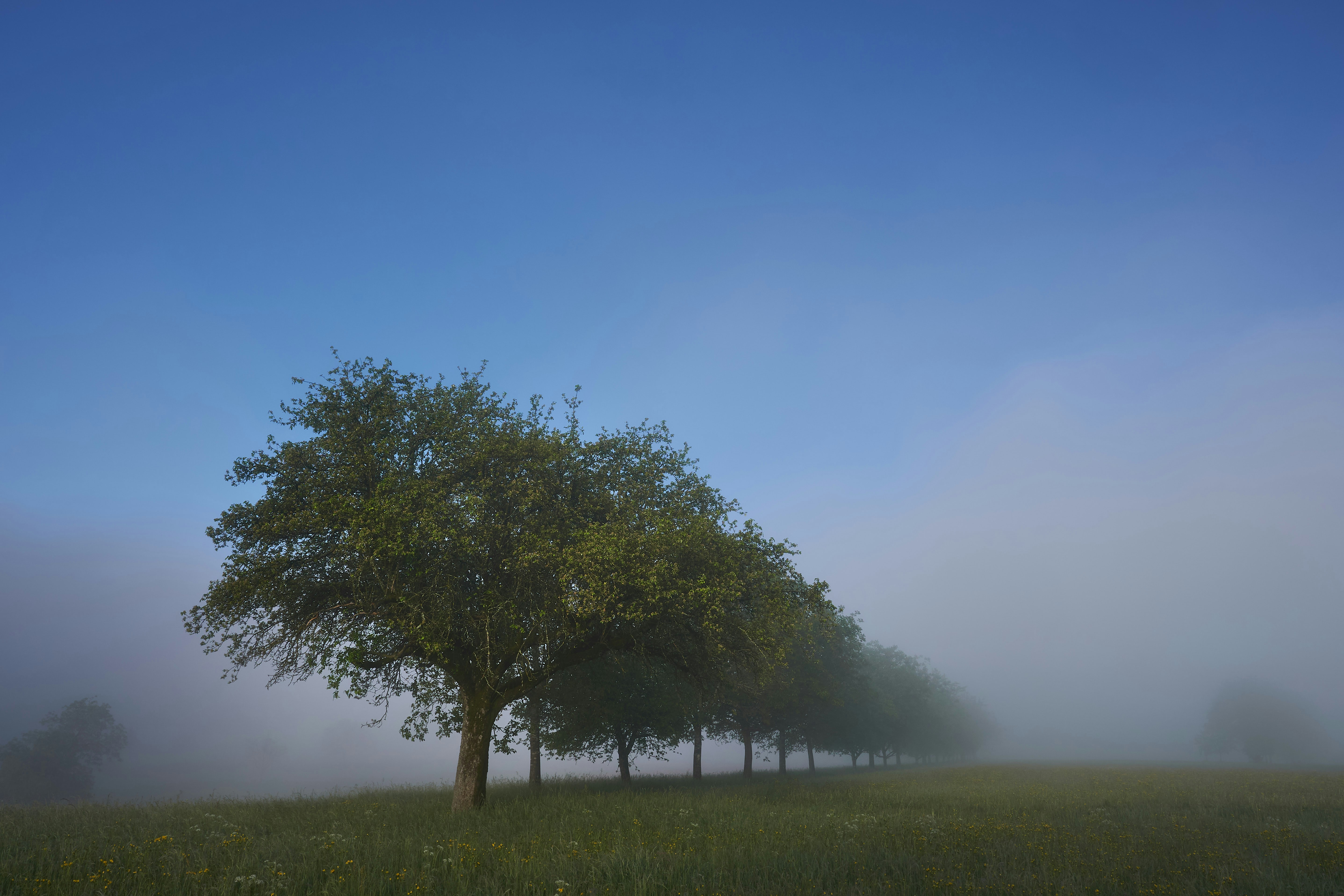 Photo by wolfgang_hasselmann